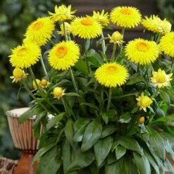 Everlasting Flower Xerochrysum Granvia Gold - Crispy Touch -Garden Plants Sales 400841 2