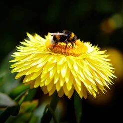 Everlasting Flower Xerochrysum Granvia Gold - Crispy Touch -Garden Plants Sales 400841 3