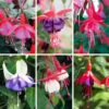 Complete Hardy Fuchsia Collection 2 Complete Hardy Fuchsia Collection -Garden Plants Sales 400947