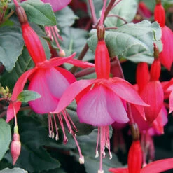 Complete Hardy Fuchsia Collection -Garden Plants Sales 400947 1