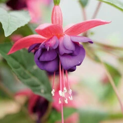 Complete Hardy Fuchsia Collection -Garden Plants Sales 400947 2
