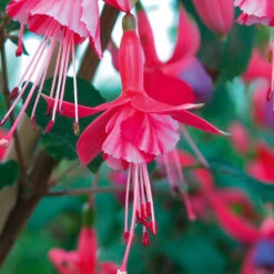Complete Hardy Fuchsia Collection -Garden Plants Sales 400947 3