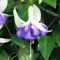 Complete Hardy Fuchsia Collection -Garden Plants Sales 400947 4