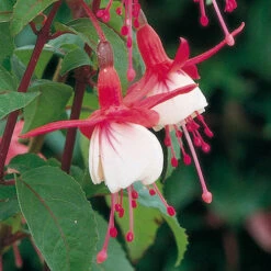 Complete Hardy Fuchsia Collection -Garden Plants Sales 400947 5