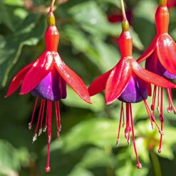 Complete Hardy Fuchsia Collection -Garden Plants Sales 400947 6