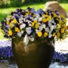 Trailing Hardy Pansy 'Cool Wave' Mix -Garden Plants Sales 400967