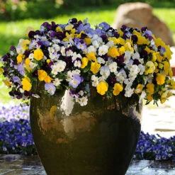 Trailing Hardy Pansy 'Cool Wave' Mix