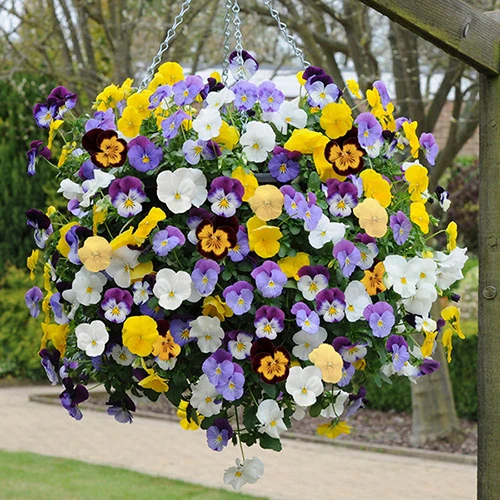 Trailing Hardy Pansy 'Cool Wave' Mix 4 Trailing Hardy Pansy 'Cool Wave' Mix - Image 2