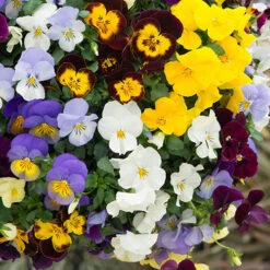 Trailing Hardy Pansy 'Cool Wave' Mix 9 Trailing Hardy Pansy 'Cool Wave' Mix -Garden Plants Sales 400967 2