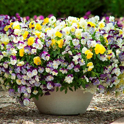 Trailing Hardy Pansy 'Cool Wave' Mix 6 Trailing Hardy Pansy 'Cool Wave' Mix - Image 4