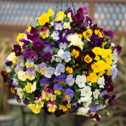 Trailing Hardy Pansy 'Cool Wave' Mix 11 Trailing Hardy Pansy 'Cool Wave' Mix -Garden Plants Sales 400967 4