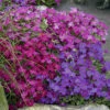Aubretia Royal Mix -Garden Plants Sales 401147