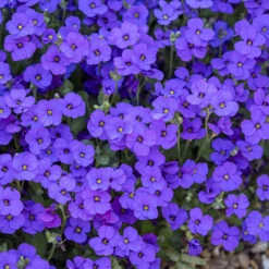 Aubretia Royal Mix -Garden Plants Sales 401147 2