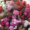 Sweet William Vesuvio 2 Sweet William Vesuvio -Garden Plants Sales 401153