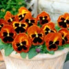 Pansy Solar Flare -Garden Plants Sales 401156