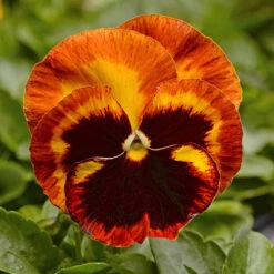 Garden Plants Sales 47 Garden Plants Sales -Garden Plants Sales 401156 1