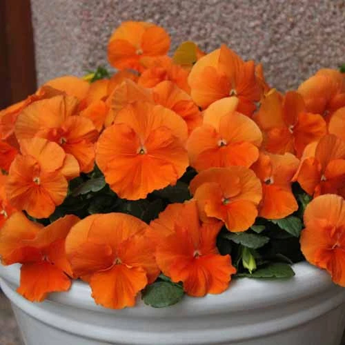 Pansy Tango Magic 4 Pansy Tango Magic - Image 2