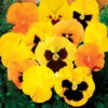 Pansy Zest 1 Pansy Zest -Garden Plants Sales 401160