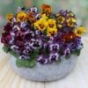 Pansy Can Can 2 Pansy Can Can -Garden Plants Sales 401161