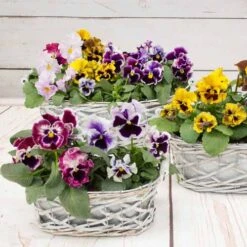 Pansy Can Can 9 Pansy Can Can -Garden Plants Sales 401161 2