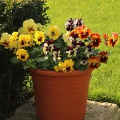 Pansy Can Can 10 Pansy Can Can -Garden Plants Sales 401161 3