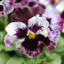 Pansy Can Can 11 Pansy Can Can -Garden Plants Sales 401161 4