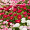 ?Bellis Belle? Bedding Plants 60 Plugs -Garden Plants Sales 401163