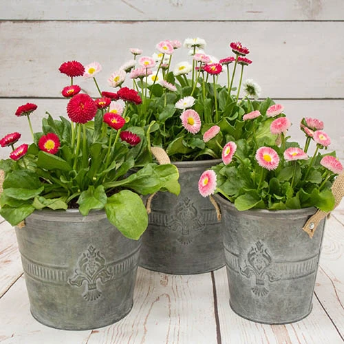 ?Bellis Belle? Bedding Plants 60 Plugs 4 ?Bellis Belle? Bedding Plants 60 Plugs - Image 2