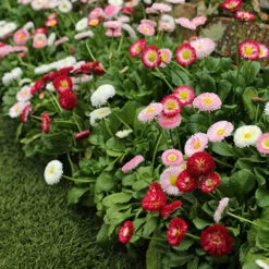 ?Bellis Belle? Bedding Plants 60 Plugs 7 ?Bellis Belle? Bedding Plants 60 Plugs -Garden Plants Sales 401163 2