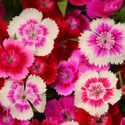 Dianthus Sweet William 'Gem' -Garden Plants Sales 401164 2