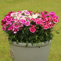 Dianthus Sweet William 'Gem' -Garden Plants Sales 401164 3