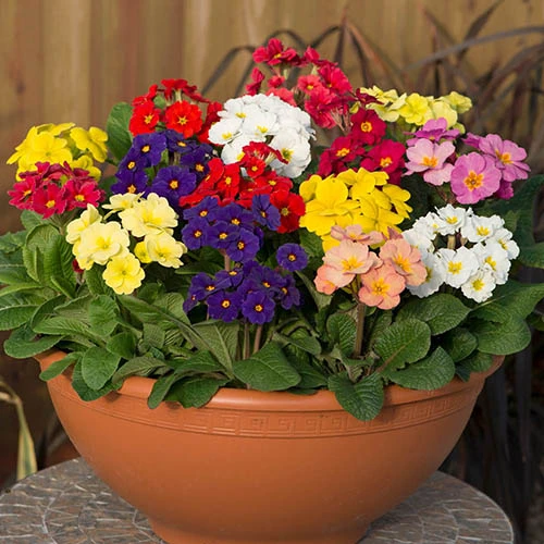 Polyanthus High Seas 3 Polyanthus High Seas