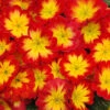 Primrose Bonneli Flame Mix -Garden Plants Sales 401167