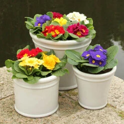 Primrose Harlequin -Garden Plants Sales 401168 2