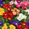 Primrose Rainbow 2 Primrose Rainbow -Garden Plants Sales 401169