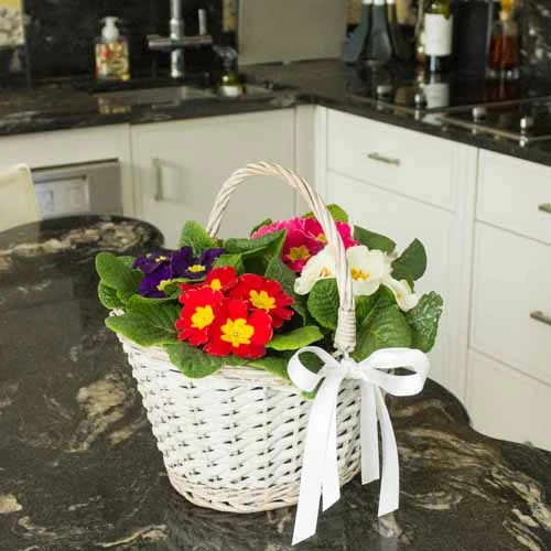 Primrose Rainbow 5 Primrose Rainbow - Image 3