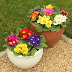 Primrose Rainbow 10 Primrose Rainbow -Garden Plants Sales 401169 3