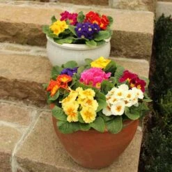 Primrose Rainbow 11 Primrose Rainbow -Garden Plants Sales 401169 4