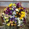 Pansy Cascadia XL Trailing -Garden Plants Sales 401172