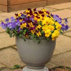 Pansy Cascadia XL Trailing -Garden Plants Sales 401172 2