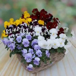 Pansy Cascadia XL Trailing -Garden Plants Sales 401172 3