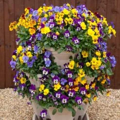 Pansy Cascadia XL Trailing -Garden Plants Sales 401172 4