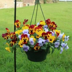 Pansy Cascadia XL Trailing -Garden Plants Sales 401172 5