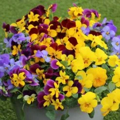 Pansy Cascadia XL Trailing -Garden Plants Sales 401172 6