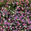 Bacopa Bluetopia & Snowtopia Mix -Garden Plants Sales 401307