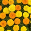 Marigold African Sun Mix 1 Marigold African Sun Mix -Garden Plants Sales 401349