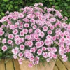 Pinks 'Baby Doris' 2 Pinks 'Baby Doris' -Garden Plants Sales 401388