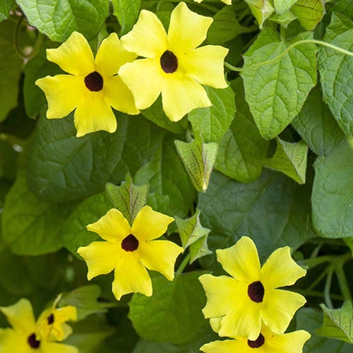 Thunbergia Sunny Mixed 4 Thunbergia Sunny Mixed - Image 2