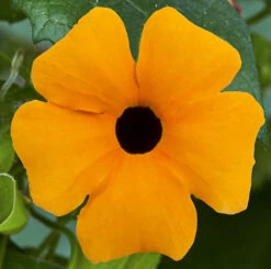 Thunbergia Sunny Mixed 11 Thunbergia Sunny Mixed -Garden Plants Sales 401394 2
