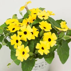 Thunbergia Sunny Mixed 15 Thunbergia Sunny Mixed -Garden Plants Sales 401394 6